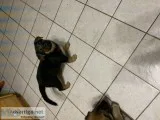 Akc German Sheppard pups