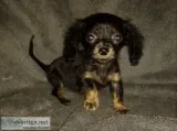 Petite Black and Tan Female