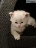 HYPOALLERGENIC Siberian Kittens