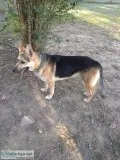 German Shepherd male 1 yr old