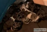 Catahoula Cur puppies