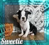 Sweetie Female Frenchton