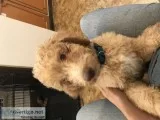 Goldendoodle -Small Standard