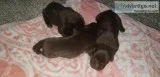 Akc labradors