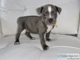 American Bully puppies