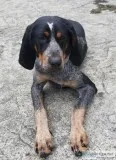 Family dog needs a loving home.