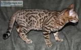 Bengal Cats and Kittens
