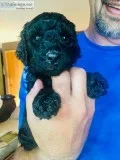 POODLES STANDARD AKC