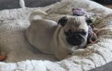 Black and Fawn pure breed Pug puppies for sale