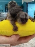 for sale Marmoset  to good homes only