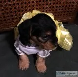 Yorkie and dashund