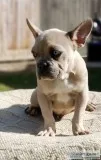 Male french Bulldog