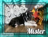 Mister Male Frenchton