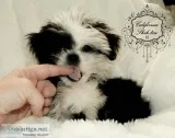 Small ShihTzuMaltese Designer female puppy named OREO