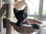 BengalHighland Lynx Mix