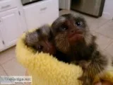 Marmoset Money