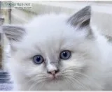 Ragdoll kittens