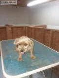 Yorkie - rehoming