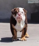 6 month old male Chocolate English Bulldog