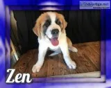 Zen Male Saint Bernard