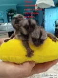 Beautiful Marmoset