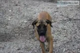 Boarboel Puppy for sale