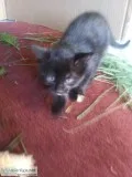Kittens