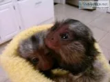 Affectionate Marmoset need permanent home