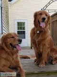 Golden Retriever puppies born 8-5 in Fowlerville MI