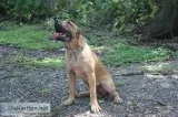 Presa Canario for sale