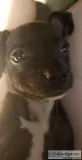 Black and white male puppy