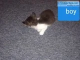 Kittens