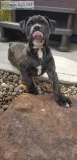 Old English Bulldog Female