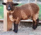 Mini Sheep Sale