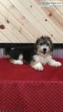 Skylar mini bernadoodle
