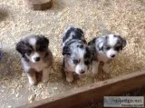 Miniture Australian Shepards puppies ..
