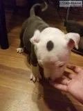 7 Pitbull puppies ready..