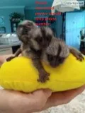 Marmoset Moneys