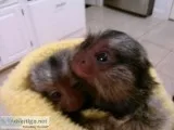 Family raised Marmoset needs home now