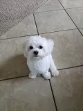 GENJI (HAVANESE MALE DOG)
