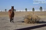 22-yo QH Gelding and 20-yo QH Mare