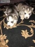 Siberian Husky puppies