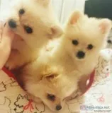 Malefemale Pomeranian puppies