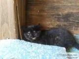 Kittens