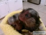 Sweet Marmoset
