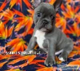 Akc frenchie Blue
