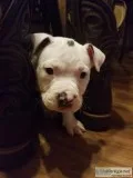 New Addition Pitbull puppies