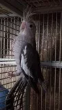 Tamed Cockatiel