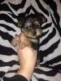 Yorkie