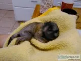 Pretty colored gentle good Marmoset For a Good Home.